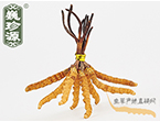 xĲ2.2l/ ڲ x؛r286Ԫ/