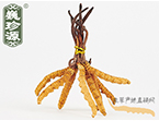xĲ2l/ ڲ x؛r306Ԫ/